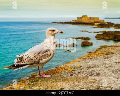 Magnifique mouette sur les remparts de Saint Malo avec fort National en arrière-plan, Bretagne, France Banque D'Images