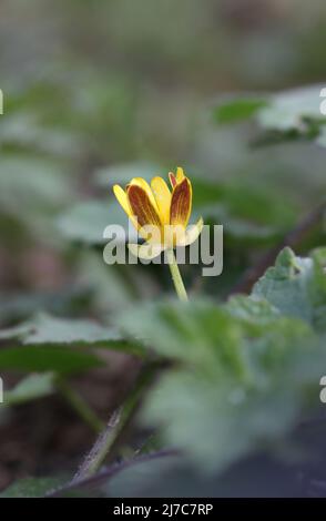 Macro-image d'une coupe à bout en forme de Fig le jour du printemps. Comté de Durham, Angleterre, Royaume-Uni. Banque D'Images