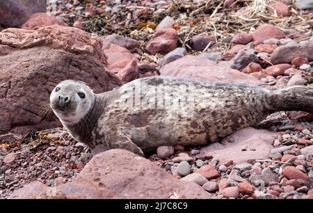 Halichoerus grypus - Pup de phoque gris à St Abbs Head, Berwickshire, Écosse Banque D'Images