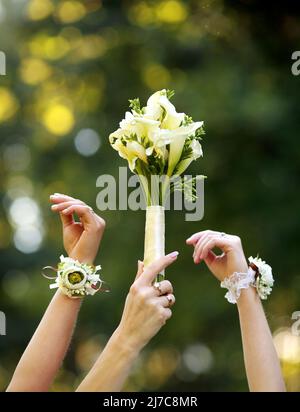 Bouquet de fleurs de calla blanches Zantedeschia sur la nature Banque D'Images