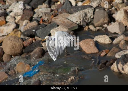 L'aigrette Bubulcus ibis prend le vol au-dessus des eaux usées. Dakar. Sénégal. Banque D'Images