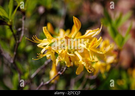 Vue rapprochée d'une azalée jaune qui fleurit au printemps dans un jardin de Surrey, dans le sud-est de l'Angleterre Banque D'Images