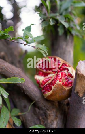 fruits de grenade ouverts brisés sur un arbre. beau mûr délicieux fruits frais dans le style de vie du jardin. Banque D'Images