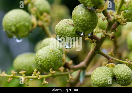 Fruits mûrs de longan (Dmocarpus longan) avec gouttes d'eau, dans un foyer peu profond Banque D'Images