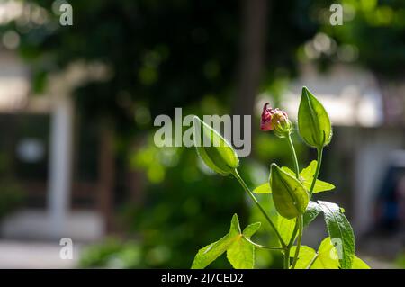 Gros plan d'une beauté d'Argolubang bourgeon de fleur (Hisbiscus martianus), famille Hibiscus, dans le foyer peu profond Banque D'Images