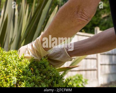 Gros plan d'un arbre de boîte de femme élagage à la main d'une plante d'arbre de boîte de tirage dans le jardin Banque D'Images