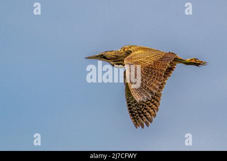 Bittern Botaurus stellaris en vol isolé contre un ciel bleu Banque D'Images