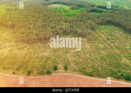 Vue aérienne du champ et de la zone de déforestation Paysage. Vue de dessus de Field et Green Pine Forest Landscape. Déforestation industrielle à grande échelle à Banque D'Images