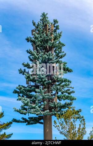 Dans certaines régions de l'Ontario Canada, les tours de télécommunications sont parfois faites pour ressembler à des arbres afin qu'elles se fondent mieux avec l'habitat local A. Banque D'Images