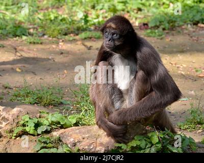 Gros plan des singes araignées variégées (Ateles hybridus marimonda) avec ses yeux bleus caractéristiques et assis sur le sol Banque D'Images