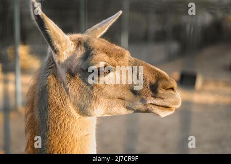 Un lama alpaga adulte se tient et regarde dans la distance Banque D'Images