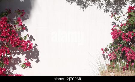 Bougainvilliers rouge à cramoisi fleurs fleurir ou fleurir, ombre sur le mur blanc de la maison. Jardin de style mexicain ou espagnol en Californie, Palm Springs, États-Unis. Flore exotique tropicale, floriculture ornementale. Banque D'Images