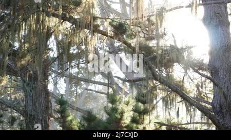 Dentelle lichen mousse pendante, arbres dans la forêt ensoleillée. Bois surréaliste, vieux bosquet de fées ou bois fantaisie. Champignon parasite ou champignon. Lumière du soleil, rayons du soleil. Point Lobos, Monterey Flora, Californie, États-Unis Banque D'Images