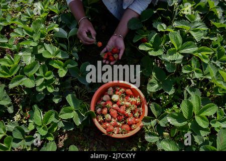 Un agriculteur cachemiri récolte des fraises dans un champ pendant une journée ensoleillée d'été à Srinagar. On s'attend à ce que les fraises atteignent le marché d'ici la mi-mois. Après les six mois d'hiver rigoureux au Cachemire, les fraises sont récoltées en premier parmi les fruits. Selon le département de l'horticulture, 86 hectares de terres sont en culture de fraises dans la région qui donne un produit annuel de 1290 tonnes métriques de fruits. Banque D'Images