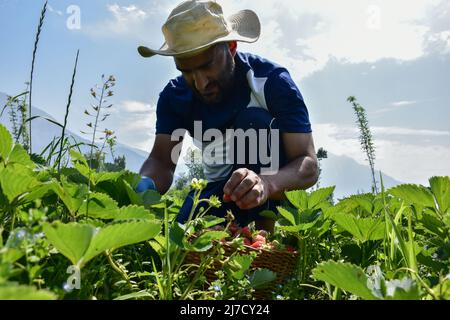 Un agriculteur cachemiri récolte des fraises dans un champ pendant une journée ensoleillée d'été à Srinagar. On s'attend à ce que les fraises atteignent le marché d'ici la mi-mois. Après les six mois d'hiver rigoureux au Cachemire, les fraises sont récoltées en premier parmi les fruits. Selon le département de l'horticulture, 86 hectares de terres sont en culture de fraises dans la région qui donne un produit annuel de 1290 tonnes métriques de fruits. Banque D'Images
