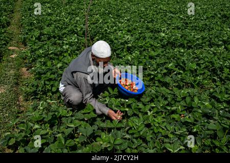 Un agriculteur cachemiri récolte des fraises dans un champ pendant une journée ensoleillée d'été à Srinagar. On s'attend à ce que les fraises atteignent le marché d'ici la mi-mois. Après les six mois d'hiver rigoureux au Cachemire, les fraises sont récoltées en premier parmi les fruits. Selon le département de l'horticulture, 86 hectares de terres sont en culture de fraises dans la région qui donne un produit annuel de 1290 tonnes métriques de fruits. Banque D'Images