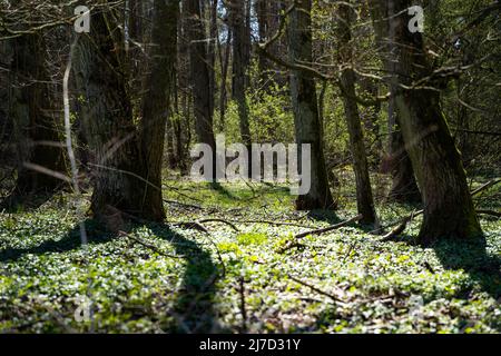 La lumière du soleil brille à travers de grands arbres sur un sol naturel. L'herbe verte fraîche et les petites plantes poussent. Le paysage dans les bois est idyllique. Banque D'Images