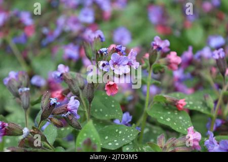 Floraison de Pulmonaria brillant au printemps. Lungwort. Fleurs de différentes nuances de violet en une inflorescence. Usine de miel. La première fleur de printemps Banque D'Images