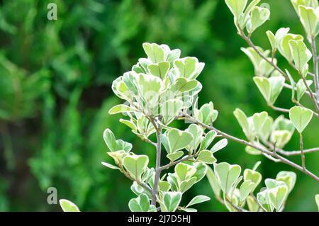 GUI, Mistletoe Rubber Plant ou Ficus deltoidea Plant Banque D'Images