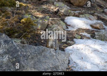 Un écureuil se tient derrière un rocher au large d'un sentier de randonnée dans les montagnes Rocheuses du Colorado Banque D'Images