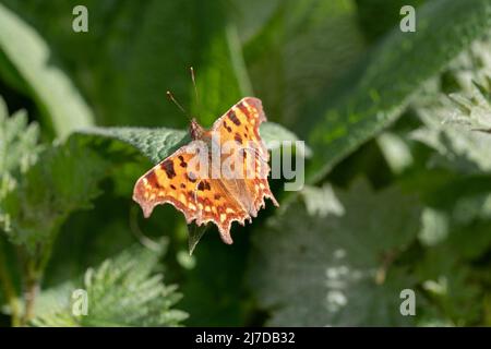 Papillon Banque D'Images