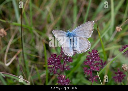 Chalkhill Blue Butterfly sur des fleurs dans une fosse à craie à Hertfordshire, Royaume-Uni Banque D'Images