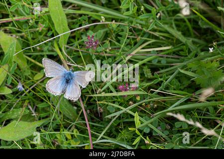 Chalkhill Blue Butterfly sur des fleurs dans une fosse à craie à Hertfordshire, Royaume-Uni Banque D'Images