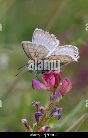 Chalkhill Blue Butterfly sur des fleurs dans une fosse à craie à Hertfordshire, Royaume-Uni Banque D'Images