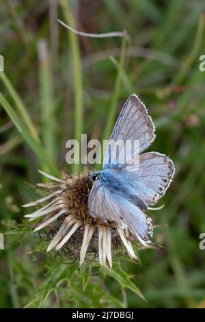 Chalkhill Blue Butterfly sur des fleurs dans une fosse à craie à Hertfordshire, Royaume-Uni Banque D'Images