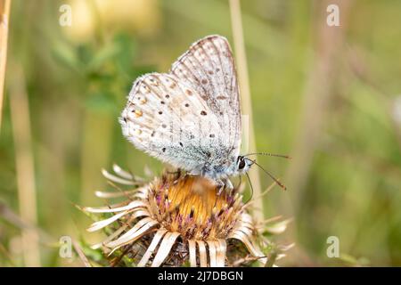 Bleu de Chalk Hill papillon sur des fleurs dans une fosse à craie à Hertfordshire, Royaume-Uni Banque D'Images