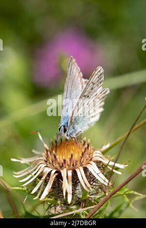 Chalkhill Blue Butterfly sur des fleurs dans une fosse à craie à Hertfordshire, Royaume-Uni Banque D'Images