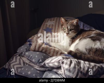 le chat adulte repose sur une couverture sur le lit. Les rayons du soleil tombent sur le chat. le chat baigne dans le soleil Banque D'Images