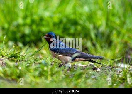 Matériau du nid de collecte d'oiseau. La Barn Swallow, Hirundo rustica, Carpates, Pologne. Banque D'Images