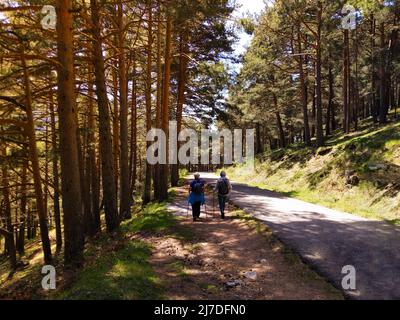 Les femmes âgées font des randonnées en forêt. Retraite active. Banque D'Images