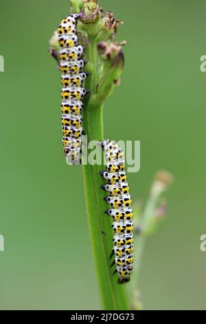 Deux mulleines, Cuculllia verbasci, des chenilles se nourrissant de la paigne, Scrophularia nodosa, avec un arrière-plan flou des feuilles. Banque D'Images