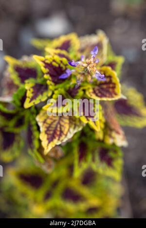 fleur de coléon en gros plan sur le ciel ouvert Banque D'Images