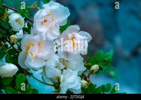 fleur de roship blanche sur fond vert foncé Banque D'Images