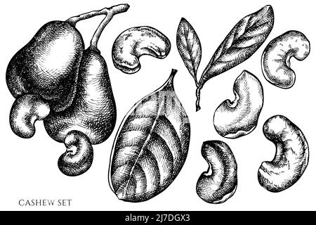 Ensemble vectoriel de noix de cajou noir et blanc dessinées à la main Illustration de Vecteur