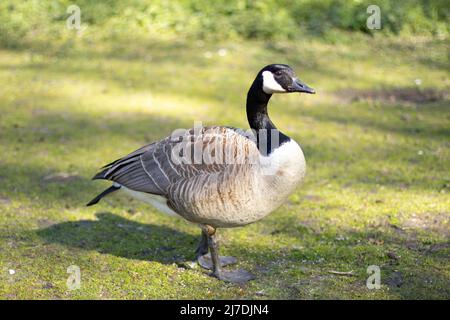 Oie sauvage dans le parc, en pleine croissance, marche sur l'herbe. Nature environnante Banque D'Images