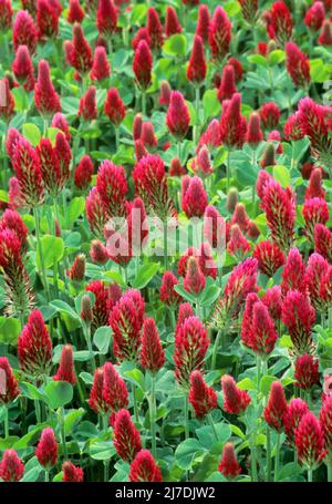 Trèfle cramoisi (Trifolium incarnatum). Également connu sous le nom de trèfle italien Banque D'Images