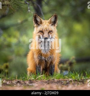 Renard roux adulte (vulpes vulpes) dans la forêt du Colorado, États-Unis Banque D'Images