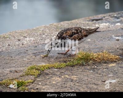 L'oiseau de Turnstone, alias Arenaria, se nourrit de crabe. South Devon Shore, Royaume-Uni. Banque D'Images