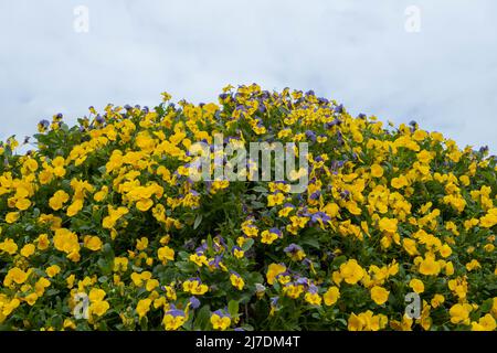 Gros plan de la fleur de pansy jaune, la pansy de jardin est un type de plante hybride à grande fleur cultivée comme une fleur de jardin. Cette image était floue ou sel Banque D'Images