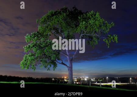 Un arbre solitaire dans un champ de fermiers illuminé par la torchlight Banque D'Images