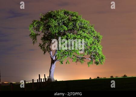 Un arbre solitaire dans un champ de fermiers illuminé par la torchlight Banque D'Images