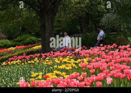 Non exclusif: KIEV, UKRAINE - 7 MAI 2022 - les visiteurs marchent devant un lit de fleurs pendant une tulipe traditionnelle au Pôle Spivoche de la Pécherskyi Landscap Banque D'Images