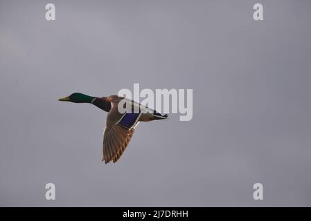 Canard colvert Anas platyrhynchos RSPB Loch Leven Perthshire Écosse Banque D'Images