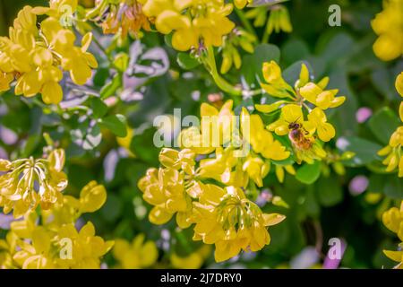 Abeille sur une fleur jaune de la couronne de montagne vetch ou Coronilla coronata L. Banque D'Images
