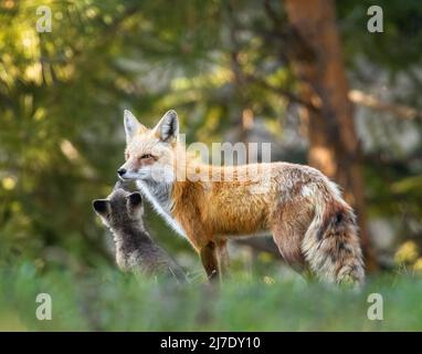 Renard roux adulte (vulpes vulpes) avec kits dans la forêt Colorado, États-Unis Banque D'Images