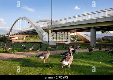 Oies par pont, Walton on Thames, Surrey, Angleterre Banque D'Images